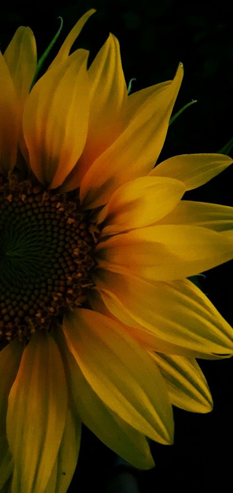 Sunflower Images Pictures, Sunflower Screensaver, Wallpaper Sunflower, Sunflower Iphone Wallpaper, Motivational Art Prints, Sunflower Photography, Sunflowers Background, Sunflowers And Daisies, Sunflower Photo