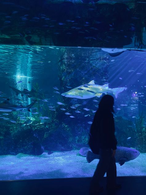 Under The Sea, Seoul