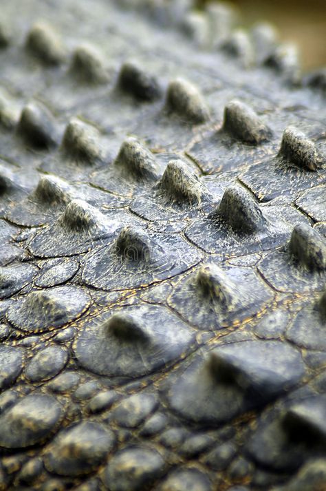 Crocodile In Water, Crocodile Pictures, Crocodile Skin Texture, Wallpaper Dog Aesthetic, Animals And Pet Supplies, Crocodile Animal, Skin Poster, Close Up Art, Dog Tattoo Ideas