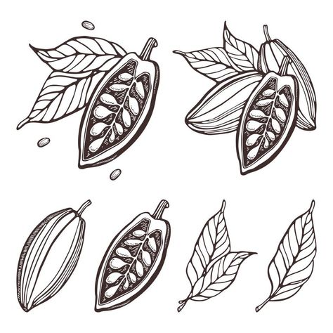 Outline Sketches, Wallpaper Plant, Plant Parts, Leaves Doodle, Cacao Beans, Plant Wallpaper, Parts Of A Plant, Cacao Nibs, Outline Drawings