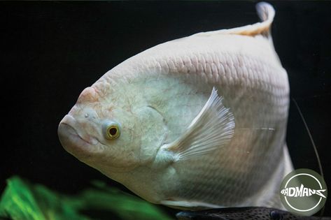 Kissing Gouramis fish cloudy eye is a condition that affects the clarity of your fish's eyes, making them appear cloudy. This is more than just a cosmetic issue and can be worrying for pet owners. Understanding the causes of cloudy eye is crucial, as it can be due to various factors such as poor water quality, infections, or nutritional deficiencies. This guide provides insights into the condition's causes and effective treatments to ensure your fish's health. Health Equipment, Aquarium Setup, Healthy Eyes, Nutritional Deficiencies, Healthy Fish, Plant Health, Water Quality, Health Check, Tropical Fish