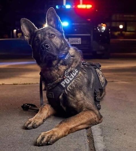 K9 Officer Photography, Dogs Helping Humans, Police Dog Aesthetic, K9 Aesthetic, Police Chase Aesthetic, Police Photography, German Shepherd Police, Dog Oc, Army Wreath