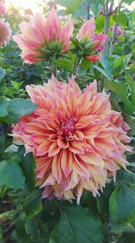 Labyrinth Dahlia, Dalia Flower, Growing Dahlias, Late Autumn, Unusual Flowers, Watercolor Flower Art, Dahlia Flower, Pretty Plants, Flower Farm