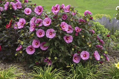 10 Companion Plants for Summerific Hibiscus | Proven Winners Berry Awesome Hibiscus, Perennial Hibiscus Plant, Hibiscus In Landscaping, Hibiscus Flower Bed Ideas, Hibiscus Plant Landscape, Hibiscus Bush Landscaping, Hibiscus Companion Plants, Hibiscus Garden Ideas, Hibiscus Landscaping Ideas