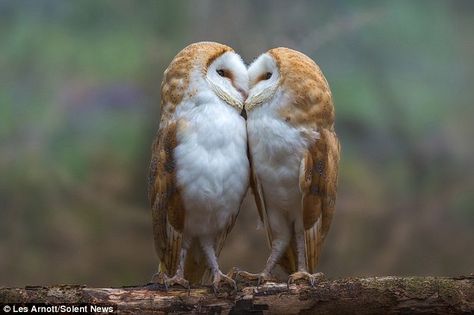 The affectionate barn owls were snapped sharing a kiss before snuggling in the fork of a tree Nosara, Owl Pictures, Beautiful Owl, Owl Bird, Pretty Birds, Barn Owl, Cute Owl, 귀여운 동물, Beautiful Creatures