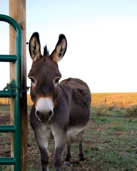 #donkey #donkeykong #donkeys #donkeysofinstagram #donkeycock #donkeyoftheday #donkeykongcountry #donkeybooty #donkeylove #donkeykicks… Donkey Wallpaper, Donkey Cake, Small Donkey, Two Donkeys, Animal Captions, Baby Donkey, Miniature Donkey, Cute Donkey, A Donkey