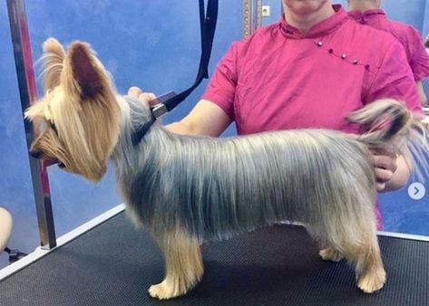 Yorkie Cut, Haircuts For Females, Yorkie Puppy Haircuts, Grooming Yorkies, Terrier Haircut, Yorkie Haircut, Yorkie Training, Yorkshire Terrier Grooming, Yorkie Cuts