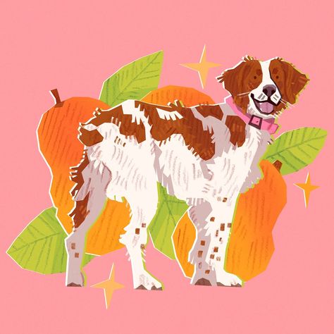 Day 18 of #doggust Brittany/ Spaniel bretoński🐶  The Brittany is a well-known breed in France, especially in Brittany 🇫🇷, where it comes from. It’s loved for its great hunting skills but is also a wonderful family dog. It’s thought to come from a mix of an English Setter and a old local hunting breeds from Brittany. This small pointer has a super-sensitive nose and is excellent at tracking 🕵️‍♂️. Todays star is Mango @mango_thebrittany! Hope you like it! ✨ Spaniel bretoński to stały elemen... English Setter Drawing, Cocker Spaniel Illustration, Spaniel Illustration, Silly Pets, Dog Portraits Illustration, Drawing Concepts, Mango Mango, Dog Drawings, Brittany Spaniel