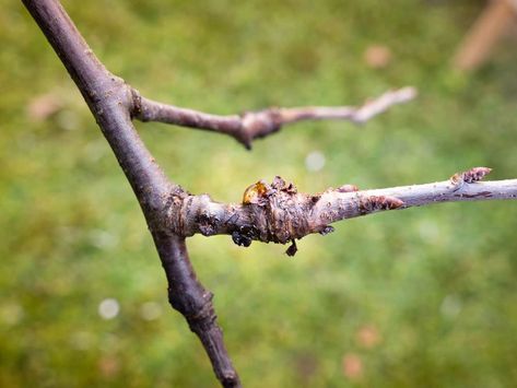 How To Prune A Plum Tree For Better Harvests Plum Tree Guild, Pruning Plum Trees, Plum Tree Care, Allotment Planning, Espalier Trees, Fruit Tree Pruning, Orchard Ideas, Green House Garden, Pruning Trees