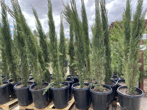 How to Grow Italian Cypress Trees in Containers | Hunker Italian Cypress Trees In Pots, Italian Cypress In Pots, Cypress Trees In Pots, Italian Cypress Landscaping Backyards, Italian Cypress Landscaping, Leland Cypress, Trees In Containers, Cypress Plant, Portugal House