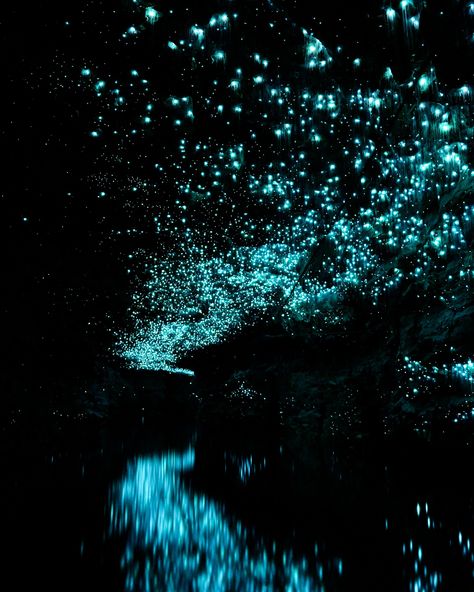 Did You Know You Can Visit the World’s Only Glowworm Caves in New Zealand? New Zealand’s Waitomo Caves are lit up with thousands of tiny glowworms, making you feel like you’ve entered a fantasy world! 🦟✨ These magical little creatures illuminate the dark caves with an ethereal glow. It’s like stargazing underground! Planning a trip to New Zealand? Let us create the perfect itinerary—click the link in our bio! • • • #GlowwormWonder #Glowworm #NewZealand #NewZealandGlowworms #Glowworm... Waitomo Glowworm Caves New Zealand, Waitomo Caves New Zealand, New Zealand Glow Worm Caves, Waitomo Glowworm Caves, Glowworm Caves, Glow Worm Cave, Waitomo Caves, Trip To New Zealand, Dark Cave