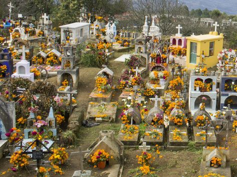 Mexican Graveyard, Mexican Cemetery, Cat Cemetery, Mexican Gothic, Jasmine Art, Rare Eye Colors, Halloween Cemetery, Spirit House, Orange Marigold