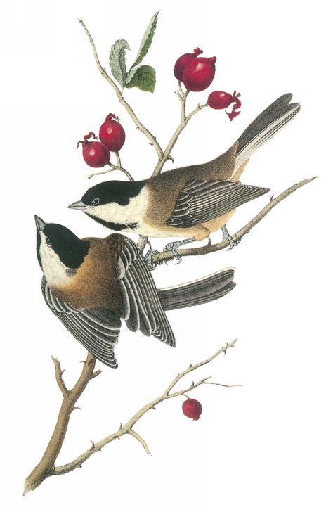 Audobon's chickadees. Quiero comemaices así. Purple Finch, Chickadee Art, Audubon Prints, Vintage Bird Illustration, Audubon Birds, Black Capped Chickadee, James Audubon, State Birds, Bird Poster