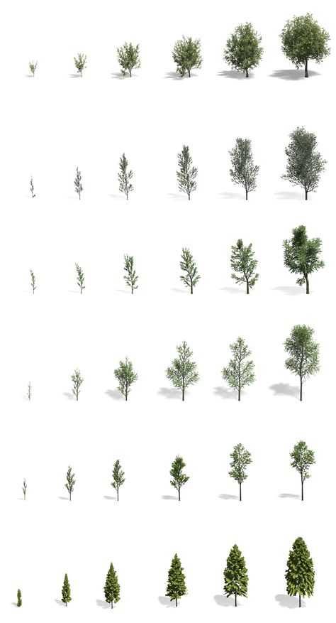 Photoshop Materials Architecture, Tree Diagram Design, Tree Illustration Architecture, Trees Entourage Architecture, Tree Representation In Plan, Trees Architecture Photoshop, Collage Architecture, Landscape Architecture Diagram, Tree Diagram