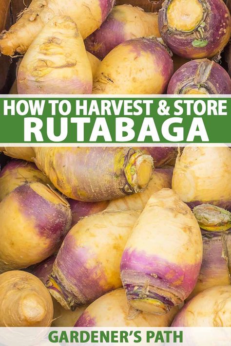 Canning Rutabaga Recipes, What To Do With Rutabaga, Freezing Rutabaga, Canning Rutabaga, How To Preserve Rutabaga, Recipe For Rutabagas, Instant Pot Rutabaga, Preserving Rutabaga, Hobbie Farm