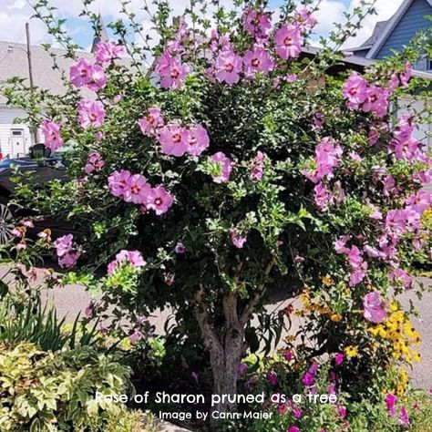 What To Plant With Rose Of Sharon, Rise Of Sharon Bush, Rose Of Sharon Tree Landscape, Rose Of Sharon In Pots, Rose Of Sharon Companion Plants, Pink Chiffon Rose Of Sharon, Pruning Rose Of Sharon Bush, Rose Of Sharon Bush In Landscaping, Roses Of Sharon