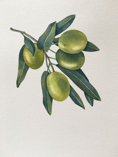 Olive Watercolor Painting, Olives Drawing, Olive Drawing, Olive Watercolor, Olive Tattoo, Mises En Page Design Graphique, Watermelon Art, Olive Branches, Principles Of Art