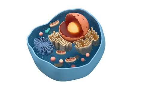 100+ Free Biology Cell & Biology Images Biology Related Images, Cells In Biology, Types Of Cells Biology, What Is Autophagy, 3d Animal Cell, Biology Characteristics Of Life, Cell Biology Memes, Animal Cell, Primal Kitchen