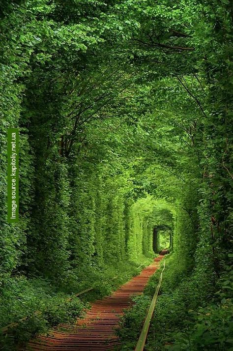 Tunnel Of Love Ukraine, Tree Tunnel, Interesting Photography, Tunnel Of Love, Evergreen Plants, Beautiful Tree, Travel Insurance, Abandoned Places, Wonderful Places