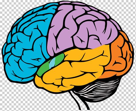 Cartoon Brain Drawing, Brain Drawing Simple, Cerebro Dibujo, Brain Clipart, Brain Lobes, Brain Png, Brain Pictures, Cartoon Brain, Brain Poster