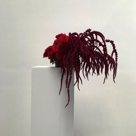 lisa cooper (@doctorcooper) • Instagram photos and videos Lisa Cooper, Ikebana Sogetsu, Ikebana Arrangements, Flower Installation, Modern Flower Arrangements, Instagram Gift, Peonies Garden, Deco Floral, Amaranth