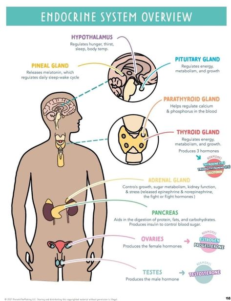 Endocrine system😽 Endocrine System Art, Endocrine System Nursing, Nursing 101, Study Biology, Nursing Exam, Pituitary Gland, Nursing School Tips, Emergency Nursing, Pineal Gland