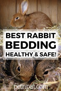 The Best Rabbit Bedding Materials – Healthy & Safe Bunny Bedding!  #bunny #rabbit #pet #animal #rabbithutch #hutch Bunny Bedding, Angora Bunny, Baby Beluga, Rabbit Diy, Rabbit Stuff, Bunny Ideas, Rabbit Enclosure, Bunny Beds, Lionhead Rabbit