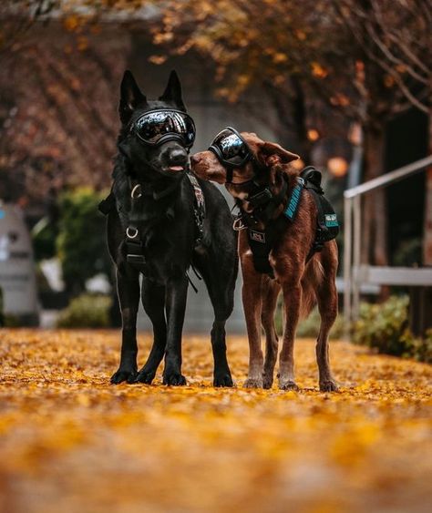 Baby German Shepherds, Military Service Dogs, Belgium Malinois, Dog Soldiers, Service Dogs Gear, Belgian Malinois Dog, Nanny Dog, Military Working Dogs