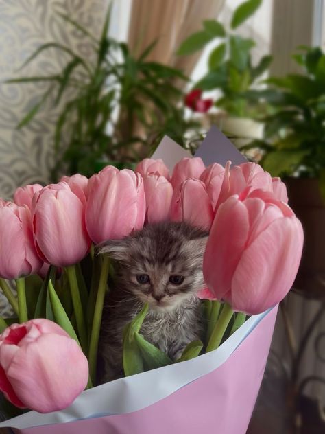 Cat Plants, Pretty Photos, Cat Aesthetic, Pink Tulips, Funny Cute Cats, Cat Wallpaper, Cute Birds, Aesthetic Themes, Pretty Cats