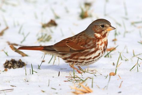 fox sparrow (red) at Lake Meyer Park IA 2K3A2094 | This fox … | Flickr Fox Sparrow, Distressed Outfit, Fly Plane, The First Snow, First Snow, Types Of Jackets, Red Fox, Bird Species, Having Fun