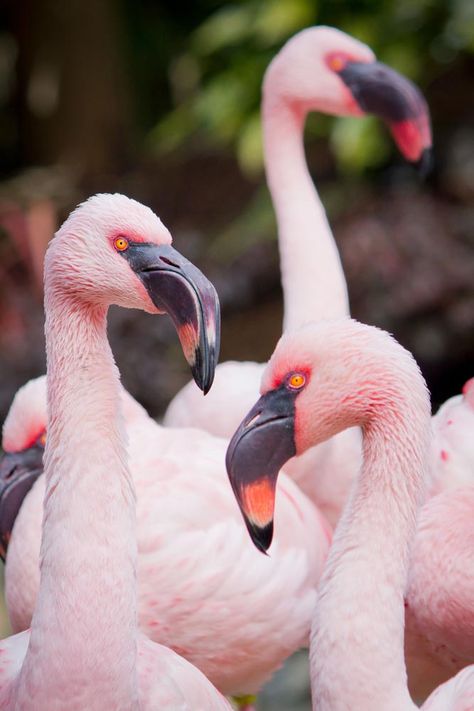 Lesser flamingo Lesser Flamingo, Zoo Map, Two Toed Sloth, Banana Splits, Amur Tiger, Animal Conservation, Southern Africa, Zoo Animals, West Africa