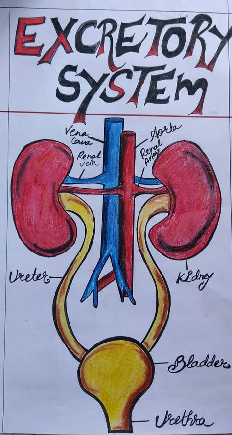 Diagram Of Excretory System, The Excretory System Notes, Body System Drawing, Biology Diagrams For Neet, Science Diagrams Biology, Excretory System Projects, Human Excretory System Diagram, Excretory System Notes, Excretory System Diagram