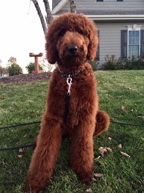 11/2016. Simon's first haircut! Red standard poodle. Red Doodle Dog, Red Poodles Standard, Standard Poodle Teddy Bear Cut, Standard Poodle Teddy Bear, Standard Poodle Haircut Styles, Poodle Teddy Bear Cut, Standard Poodle Cuts, Red Standard Poodle, Apricot Standard Poodle