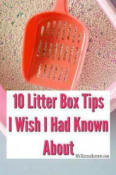 It only makes sense to share with you 10 litter box tips I wish I had known about to help you make your litter box experience painless! Couple Animals, Katt Diy, Katt Grejer, Pet Tips, Draw Easy, Easy Animals, Cat Hacks, Homemade Cat, Cat Anime