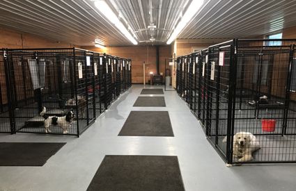 Country Style Dog Boarding and Training Facility - Winona, Minnesota MN - Prairie Ranch Kennels Dog Training Facility Ideas, Dog Boarding Facility Ideas, Winona Minnesota, Dog Boarding Facility, Boarding Facility, Kennel Ideas, Clean Decor, Dog Kennels, Training Facility