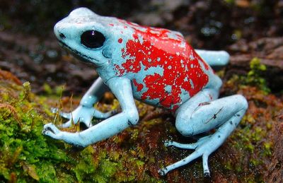 A Multitude of Morphs: Harlequin Dart Frogs - Pictured here is the Koi morph. These are Harlequin Poison Dart Frogs (Oophaga histrionica, Oophaga sylvatica - two "different" [this is debated] species). These creatures come in a multitude of color morphs depending on the specific valley within their native region they hail from. Amazingly, the various color morphs can be found surprisingly close to one another, with different colored populations as near as adjacent hillsides! Dart Frog Terrarium, Frog Habitat, Frog Terrarium, Frog Tank, Frog Species, Amazing Frog, Dart Frogs, Aquatic Creatures, Poison Dart