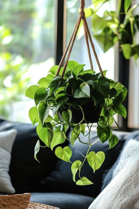 Pothos (Epipremnum aureum) is a versatile and vibrant addition to any indoor space! 🌿🏡 Known for its trailing vines and heart-shaped leaves, this plant is a delightful blend of beauty and low maintenance. Perfect for adding a touch of lush greenery and natural elegance, Pothos is easy to care for and thrives in various conditions. Indulge in this timeless botanical favorite today! 🌱✨ #Pothos #Houseplants #IndoorGarden #GreenLiving Trailing Plants Indoor, Boho Bathrooms, Bamboo Bath Mats, Houseplants Decor, Boho Bathroom Ideas, Epipremnum Aureum, Rainy Day Aesthetic, Boho Elements, Plants Ideas