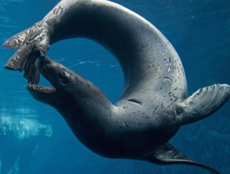 National Geographic Photographer Paul Nicklen came face to face with a leopard seal, one of Antarctica’s most vicious predators. Description from pinterest.com. I searched for this on bing.com/images Sea Leopard, Octopus Garden, Leopard Seal, National Geographic Photographers, Animals Sea, Manatees, Underwater Creatures, Canvas Ideas, Marine Mammals