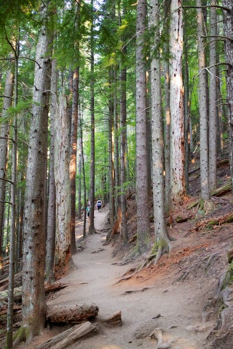 Rattlesnake Ledge Hike in North Bend, Washington.  #Washington #Seattle #Vancouver #Leavenworth #Ellensburg #Bellevue #Yakima #Bellingham #Tacoma Rattlesnake Ledge Washington, Cryptid Aesthetic, North Bend Washington, Dream Boards, Washington Seattle, California Camping, Travel Magazine, Travel Plan, Dream Trip