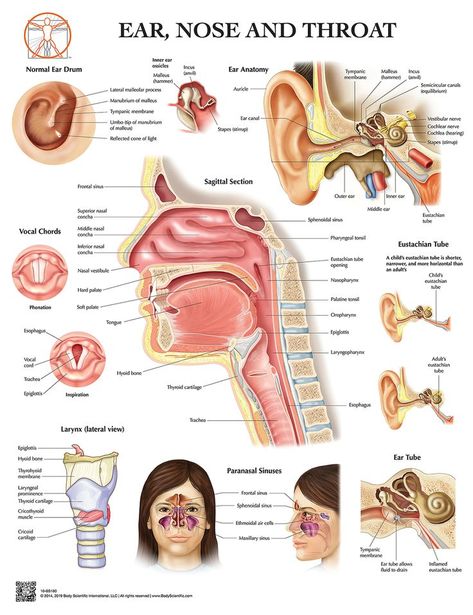 Sinuses Anatomy, Throat Anatomy, Human Anatomy Picture, Human Muscular System, Clear Your Sinuses, Paranasal Sinuses, Human Skeleton Anatomy, Ear Nose And Throat, Sinus Congestion Relief