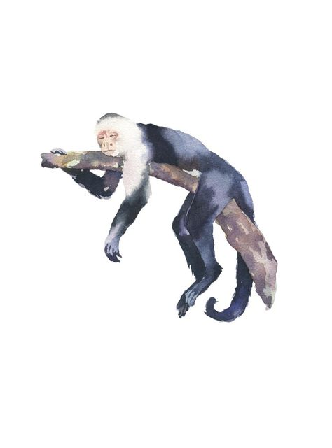 Capuchin monkey watercolor Monkey Watercolor, Paint Monkey, Monkey Drawing, Monkey Illustration, Monkey Tattoos, Capuchin Monkey, Posca Art, Learn Watercolor, Monkey Art