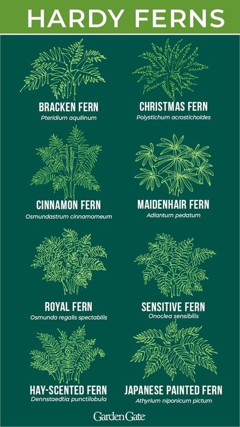 Perennial Ferns Zone 5, Lady Fern Garden, Types Of Ferns Outdoor, Tree Fern Garden, Tree Ferns In Gardens, Fern Garden Landscaping, Landscaping Ferns, Fern Types, Fern Landscaping