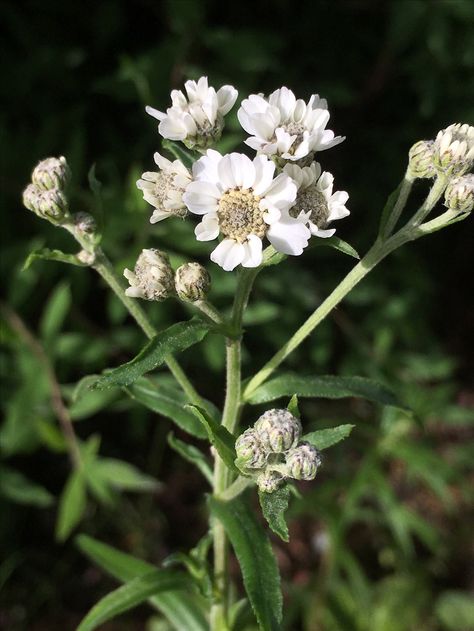 Nyseryllik (Achillea ptarmica) Achillea Ptarmica, Plants