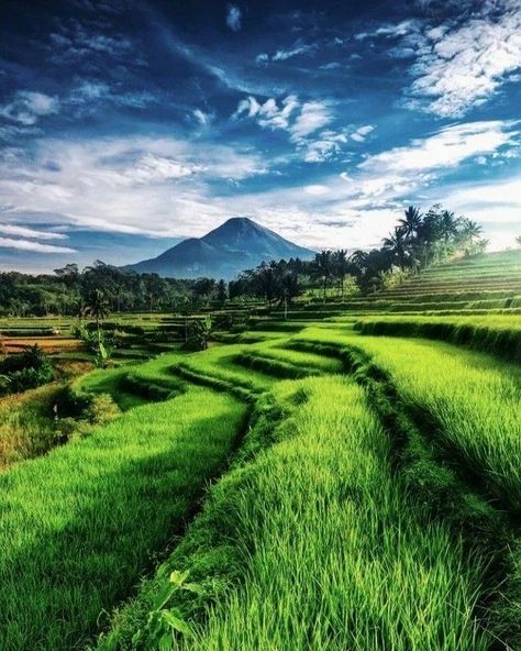 Sawah Padi Aesthetic, Nature Hd, 1080p Anime Wallpaper, Water Fall, Pretty Landscapes, Nature View, Beautiful Locations Nature, Dalai Lama, Alam Yang Indah