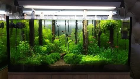 Cool Fish Tank Decorations, Natural Aquarium, Biotope Aquarium, Fish Tank Terrarium, Cool Fish Tanks, Fish Tank Design, Aquascape Design, Betta Aquarium, Fresh Water Fish Tank