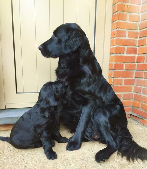 Black Retriever, Flat Coated Retriever, Black Lab Puppies, Adorable Puppy, My Animal, Lab Puppies, Dog Rules, Large Dog Breeds, Blue Heeler