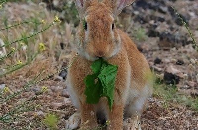 Rabbit Repellent, Rabbit Resistant Plants, Vegetable Beds Raised, Hgtv Garden, Rabbit Eating, Flower Picks, Plant Protection, Garden Pests, Flowers Perennials