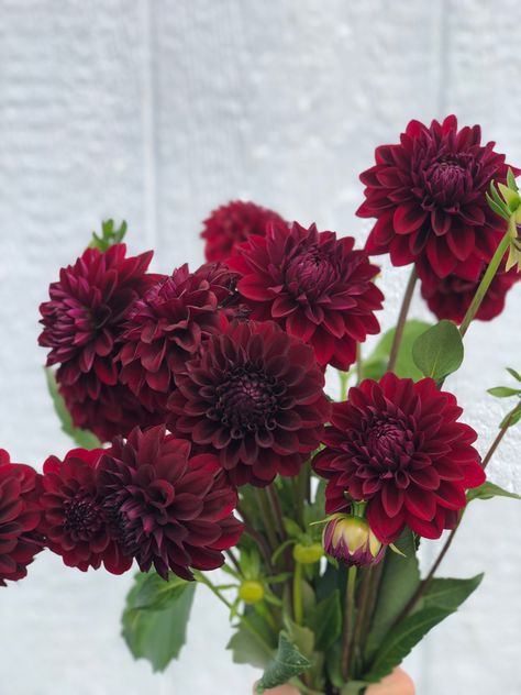 Burgandy Ranaculus, Dahlia Flower Burgundy, Burgundy Flower Tattoo, Dark Fall Flowers, Dark Dahlia Bouquet, Burgundy Dahlia Bouquet, Red Dahlia Bouquet, Maroon Dahlia, Burgundy Plants