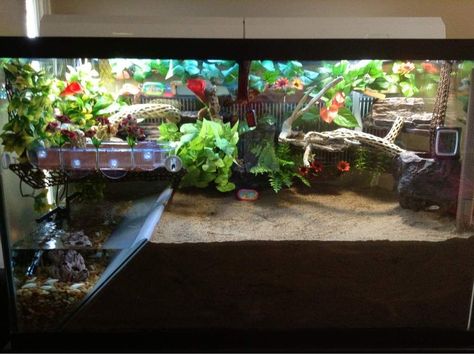 Halloween Moon Crab Tank, Halloween Crab Habitat, Crab Terrarium, Crab Enclosure, Crabitat Ideas, Hermit Crab Homes, Crab Habitat, Hermit Crab Habitat, Crab Tank