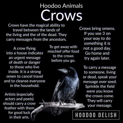 ~*~ HOODOO ANIMALS: CROWS ~*~ Known in many cultures as tricksters, makers of mischief, and carriers of messages from beyond, crows are… Bone Magic, Crow Facts, Crow Spirit Animal, Hoodoo Conjure Rootwork, Hoodoo Magic, Hoodoo Conjure, Hoodoo Spells, Animal Spirit Guides, A Crow